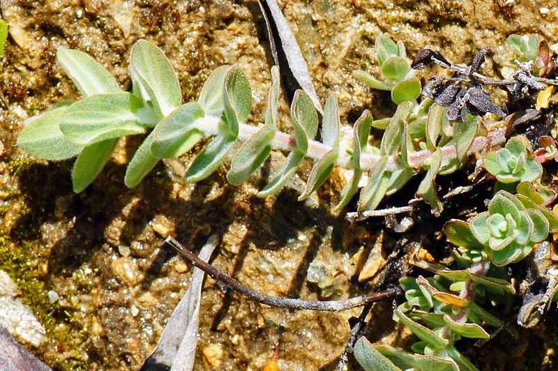 Hypericum sp.? Hypericum scruglii